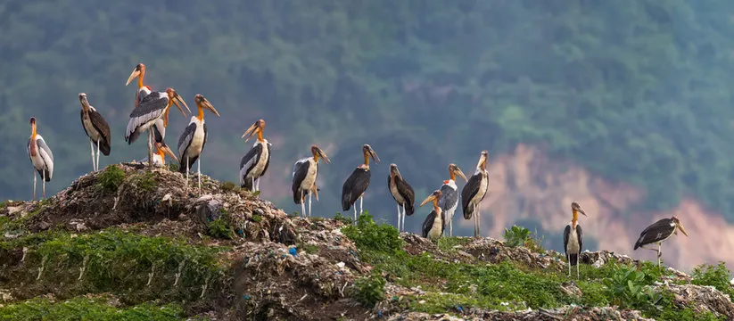 birds image Home Page