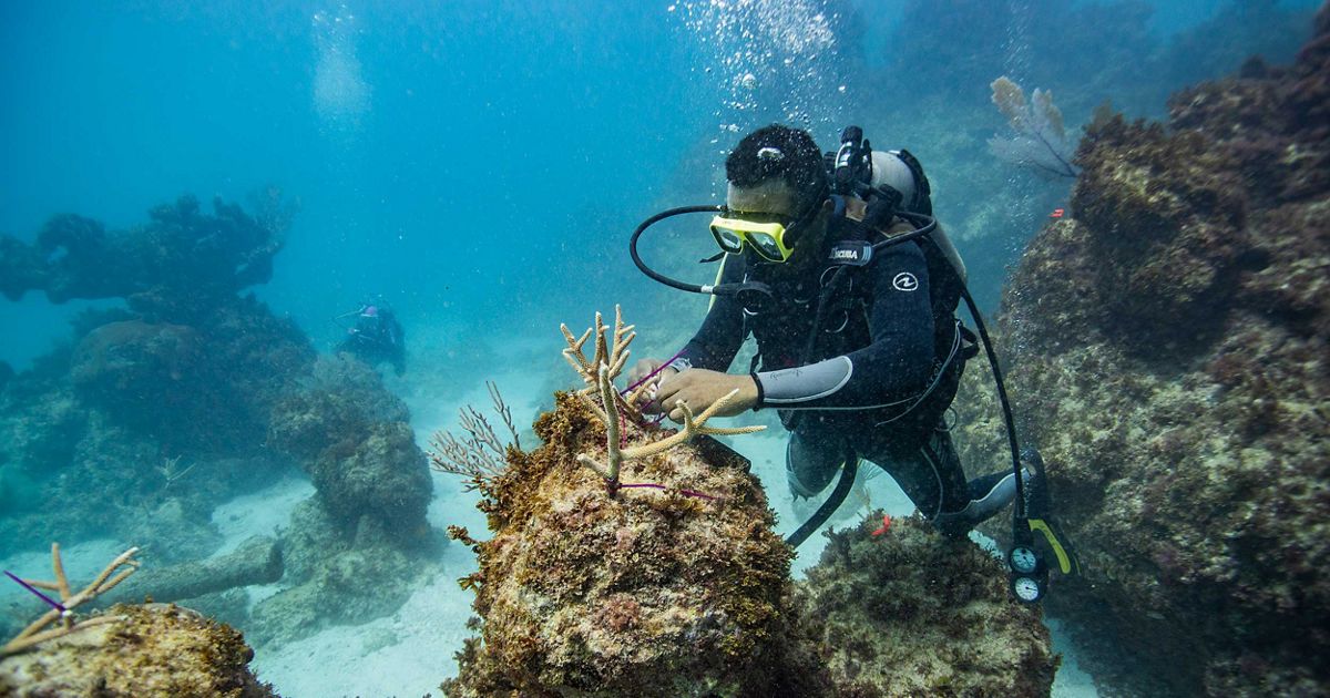 coral reef Home Page