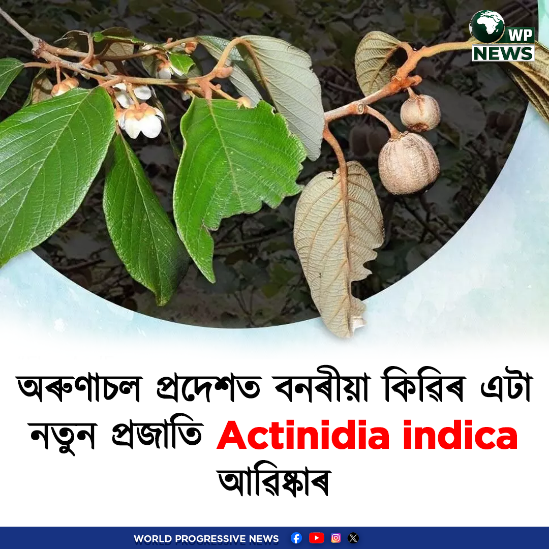 New kiwi species Actinidia indica discovered in Arunachal Pradesh Eastern Himalaya